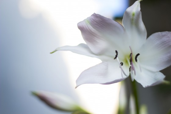 Photo 1 by Caslin for Nature