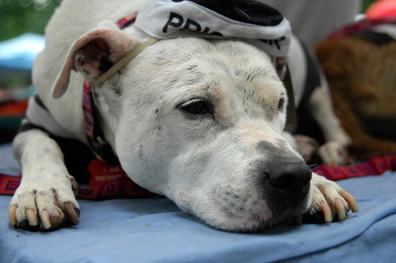 Photo 30 by Roy Caratozzolo for Pet Photography