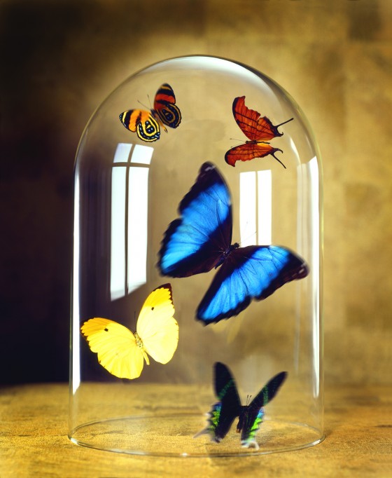 Butterflies under glass