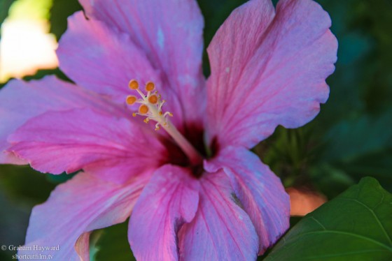 Hibiscus