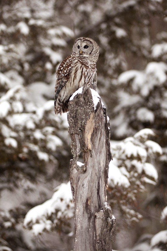 Barred Owl