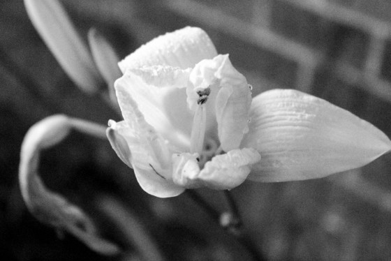 Photo 10 by Creative Maven for Nature Photography