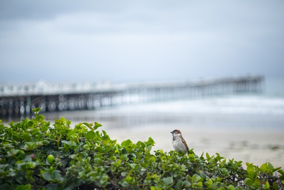 Nature/Animal Photography (Photographer Max Fox)