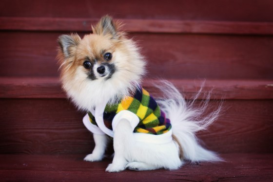 Photo 12 by Retrospect Designs for Pets