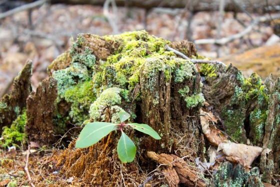 Photo 31 by Creative Maven for Nature Photography