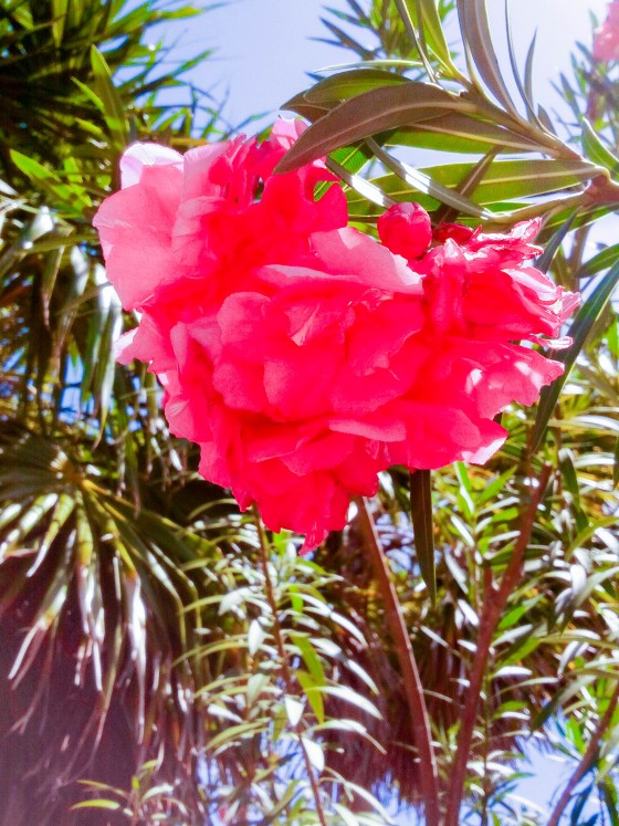 Photo 4 by Creative Maven for Nature Photography