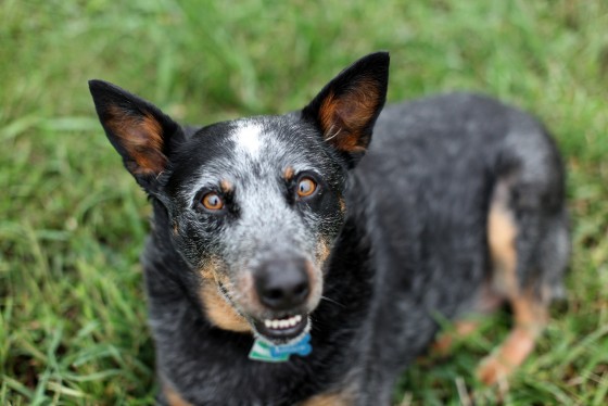 Photo 5 by Retrospect Designs for Pets