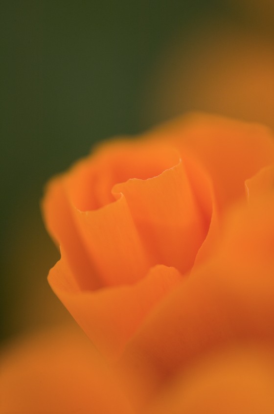 California Poppy
