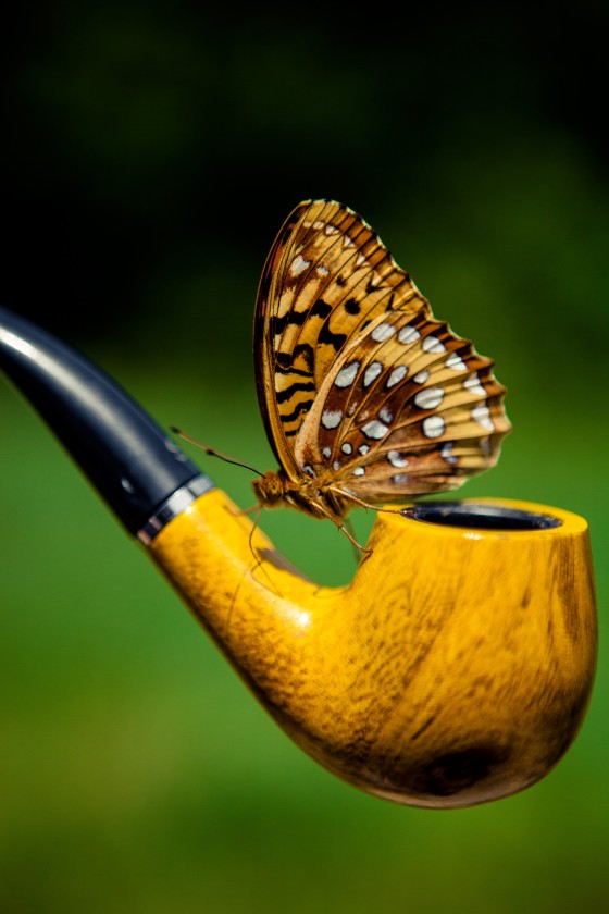 Photo 0 by Seth Fischer for Nature Photography