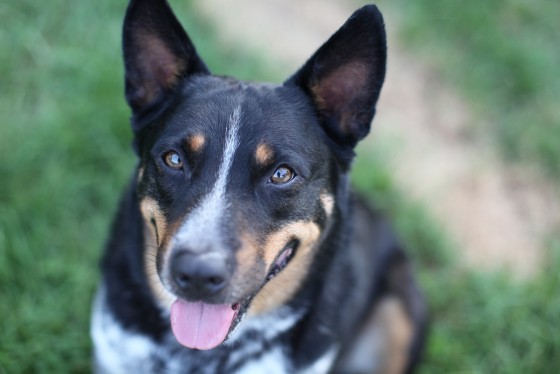 Photo 0 by Retrospect Designs for Pets