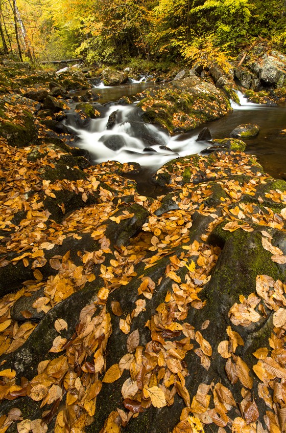 Fall Foliage