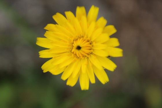 The Lonely Yellow, Flat Rock Park, Columbus, GA