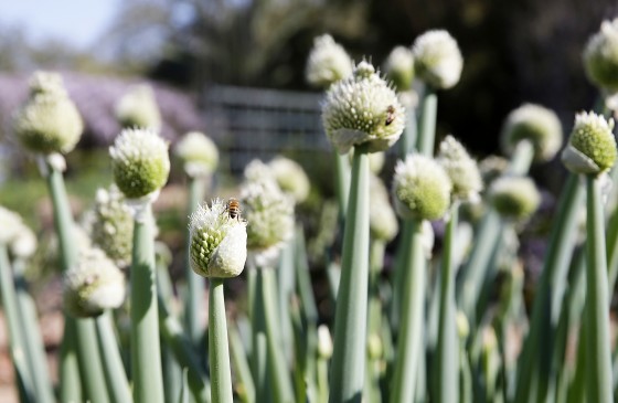 Photo 4 by Dinah L. Rogers for New Orleans Home and Garden