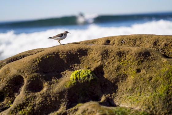 Nature/Animal Photography (Photographer Max Fox)