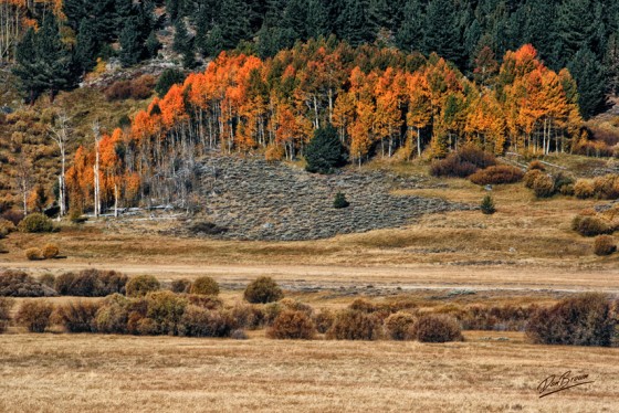 Hope Valley
Along the West Fork of Carson River Hiwy 88