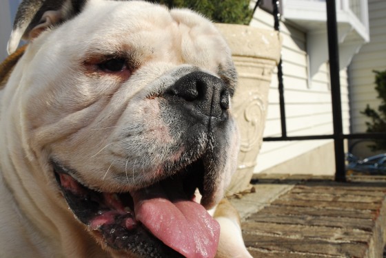 Photo 61 by Roy Caratozzolo for Pet Photography