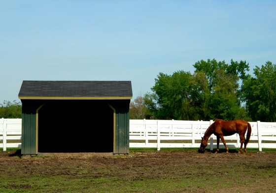 Photo 21 by Roy Caratozzolo for Pet Photography