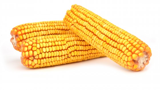 Feeder Corn