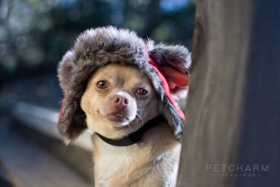 Photo 7 by Pet Charm Photography for Portfolio