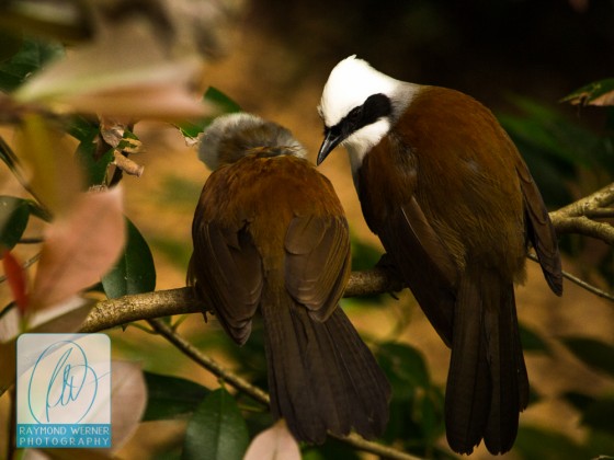 Zoo Atlanta