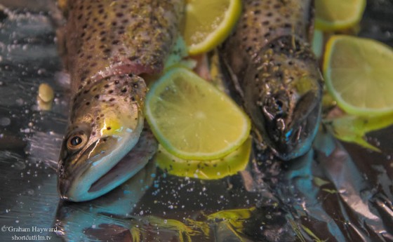 Fresh Brook trout