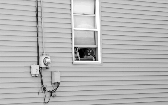 Photo 0 by Roy Caratozzolo for Pet Photography