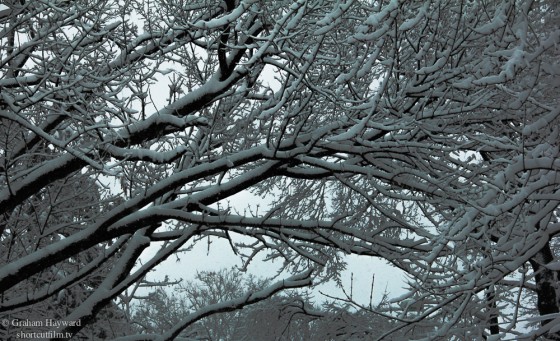 The trees are amazing in the snow.