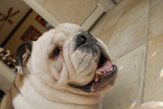 Photo 71 by Roy Caratozzolo for Pet Photography