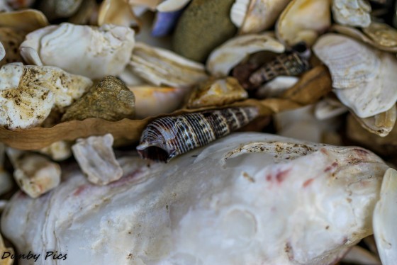 Coastal Macros