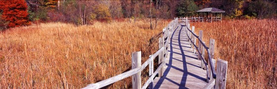 Arboretum Boardwalk