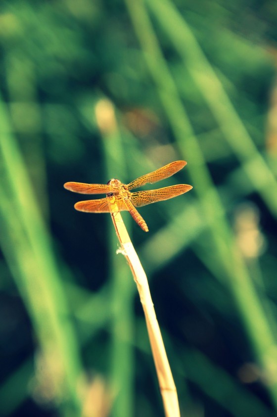 Photo 19 by Dream Lenz Photography for Mother nature