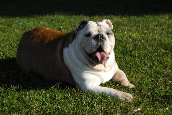 Photo 92 by Roy Caratozzolo for Pet Photography