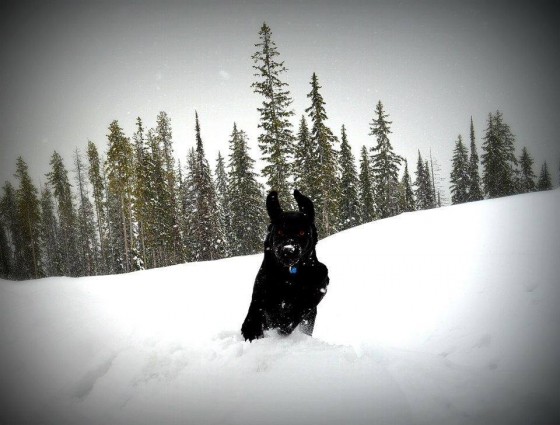Photo 6 by Parkspix for Pet Photography