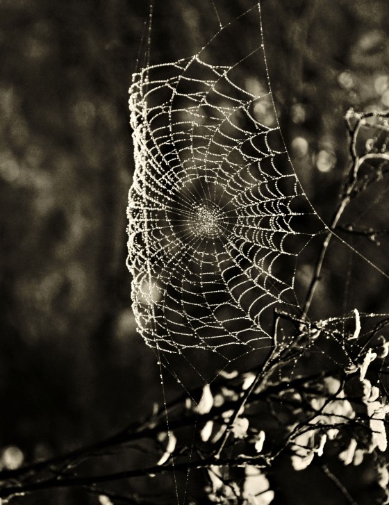 Photo 28 by Dream Lenz Photography for Mother nature