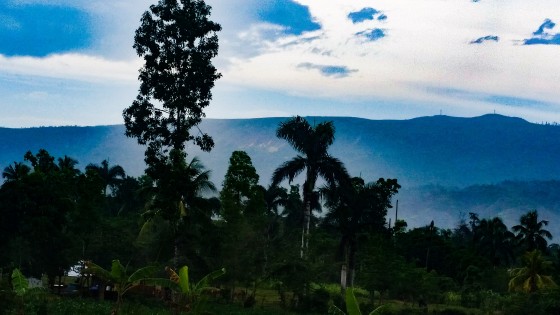 Haitian Lush