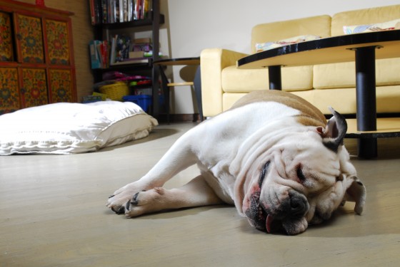 Photo 83 by Roy Caratozzolo for Pet Photography