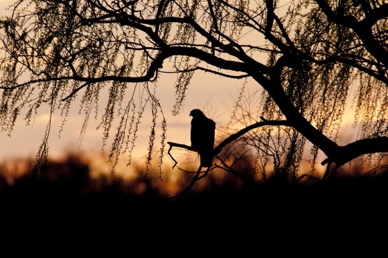 hawk at Sunset