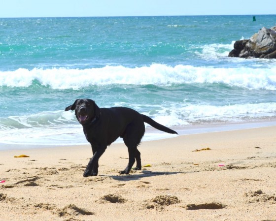 Photo 5 by Parkspix for Pet Photography