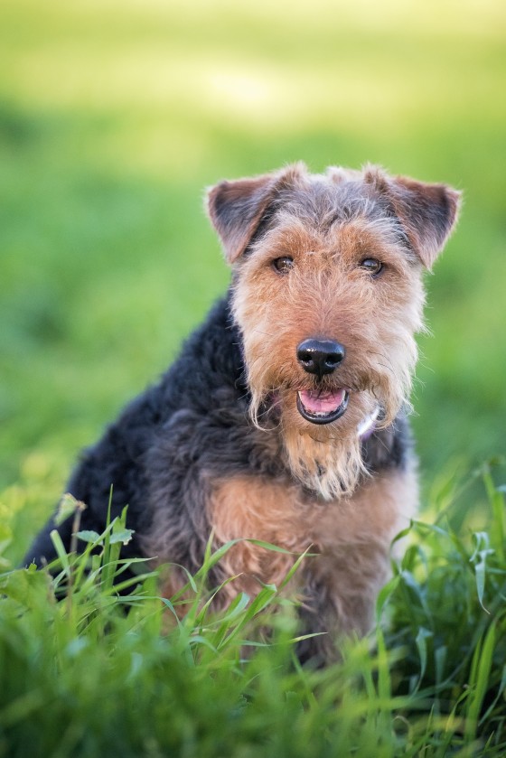 Photo 11 by Diana Lundin for Pet Photography