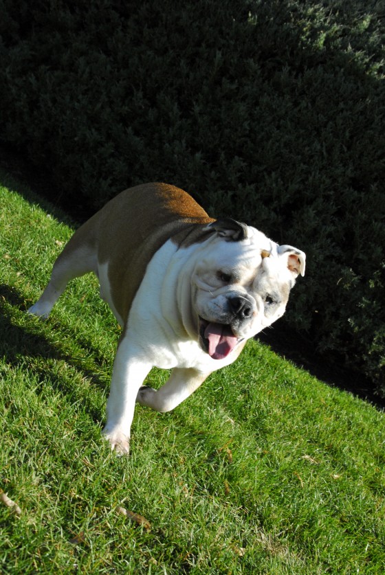 Photo 105 by Roy Caratozzolo for Pet Photography