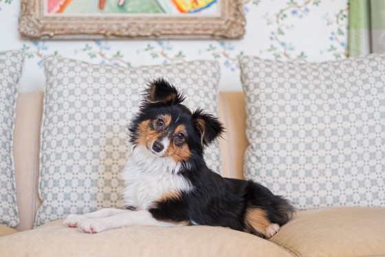 Photo 9 by Diana Lundin for Pet Photography