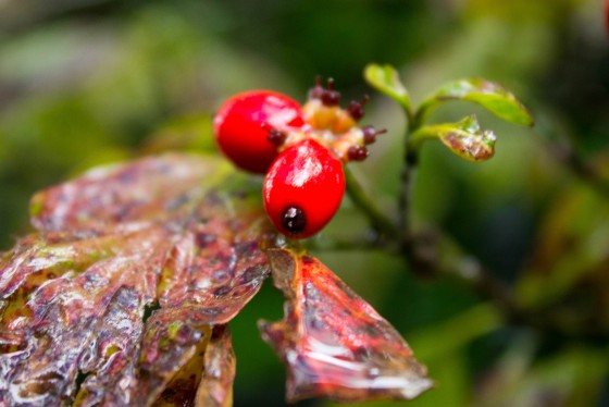 Photo 20 by Creative Maven for Nature Photography