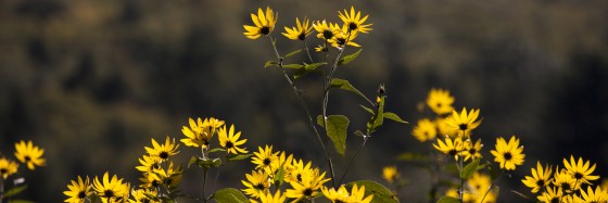 Photo 14 by Dan Minicucci for Panoramics