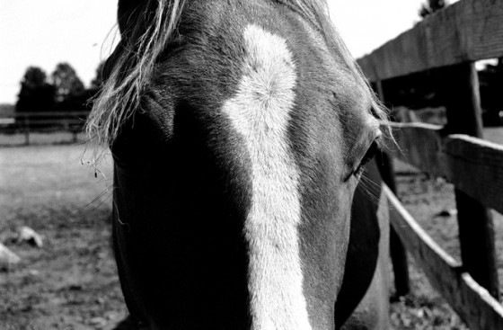 Photo 17 by Roy Caratozzolo for Pet Photography