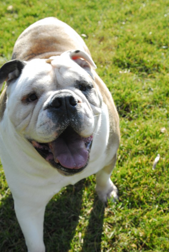Photo 104 by Roy Caratozzolo for Pet Photography