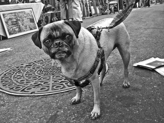 Photo 25 by Roy Caratozzolo for Pet Photography
