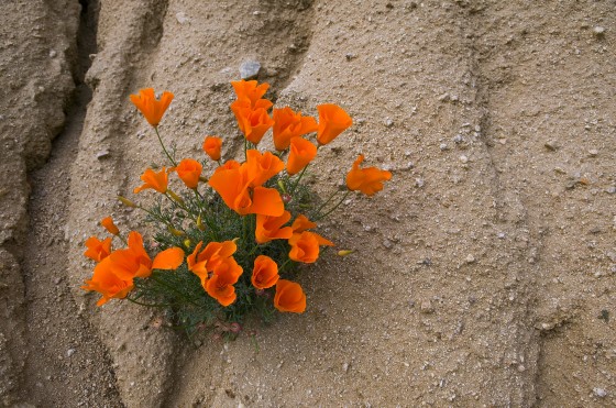 California Poppy