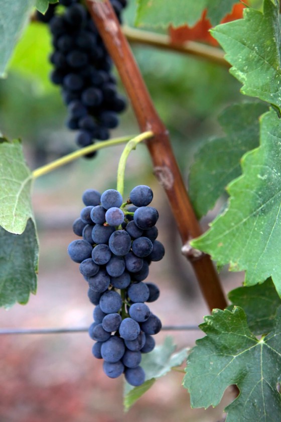 Grapes