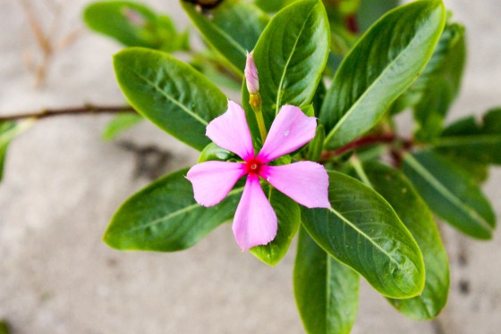 Photo 18 by Creative Maven for Nature Photography
