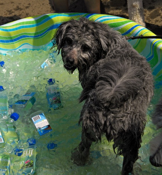 Photo 34 by Roy Caratozzolo for Pet Photography